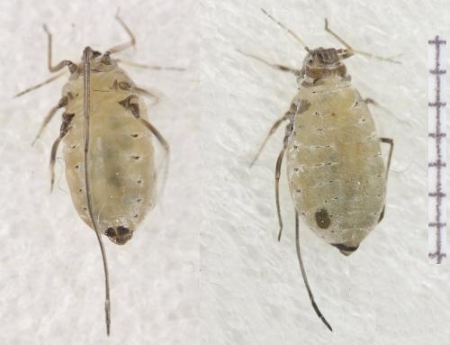 Réf. 323 634 : Stomaphis graffii